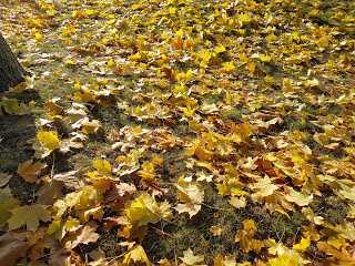 Lebensbilder satt Krankheitsbild #72 trifft 12von12 im November
