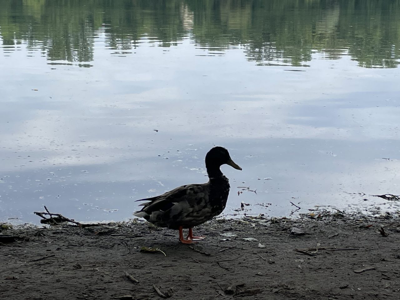 eine Ente, die am Ufer eines Sees steht