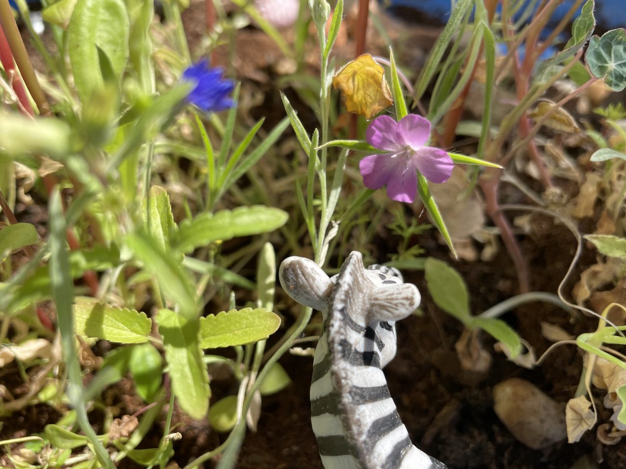 Spielzeugzebra neben Pflänzchen mit Blüten