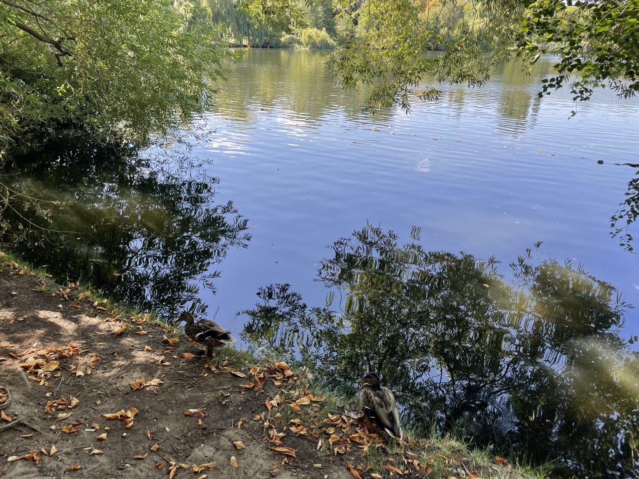 Ufer eines Sees mit Spiegelung der grünen Bäume im Wasser