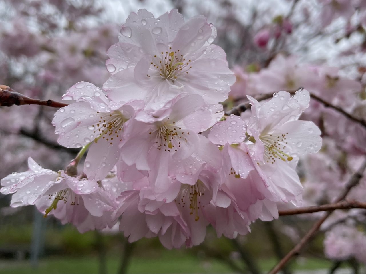 Rosa Kirschblüten an einem Ast mit Regentropfen versehen