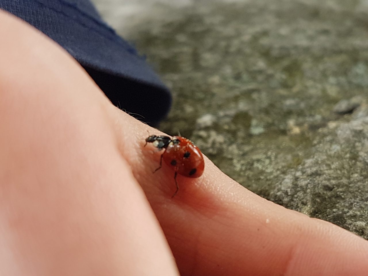 Marienkäferchen auf einer Hand