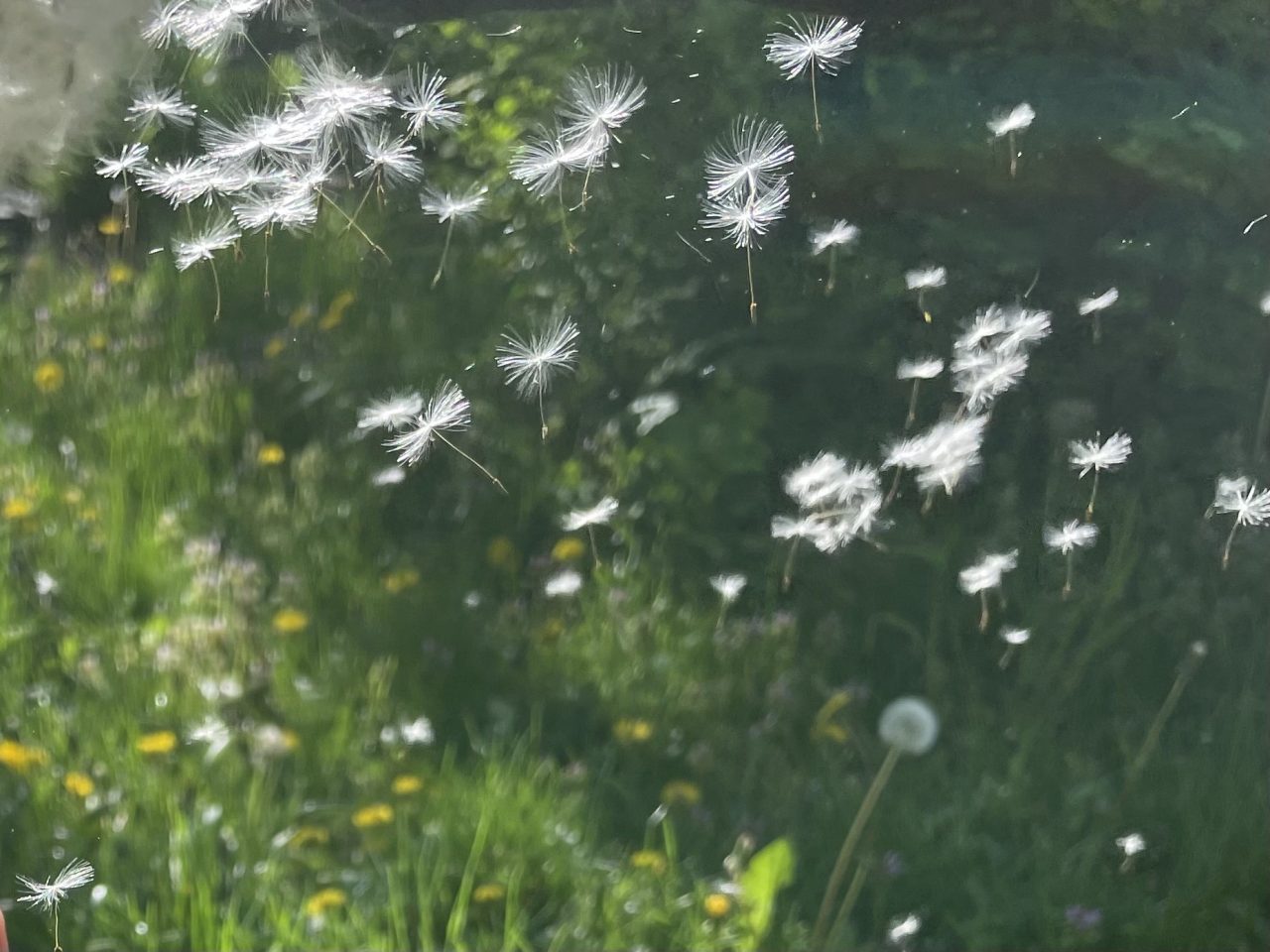 fliegende Pusteblumenschirmchen, die über eine grüne Wiese fliegen