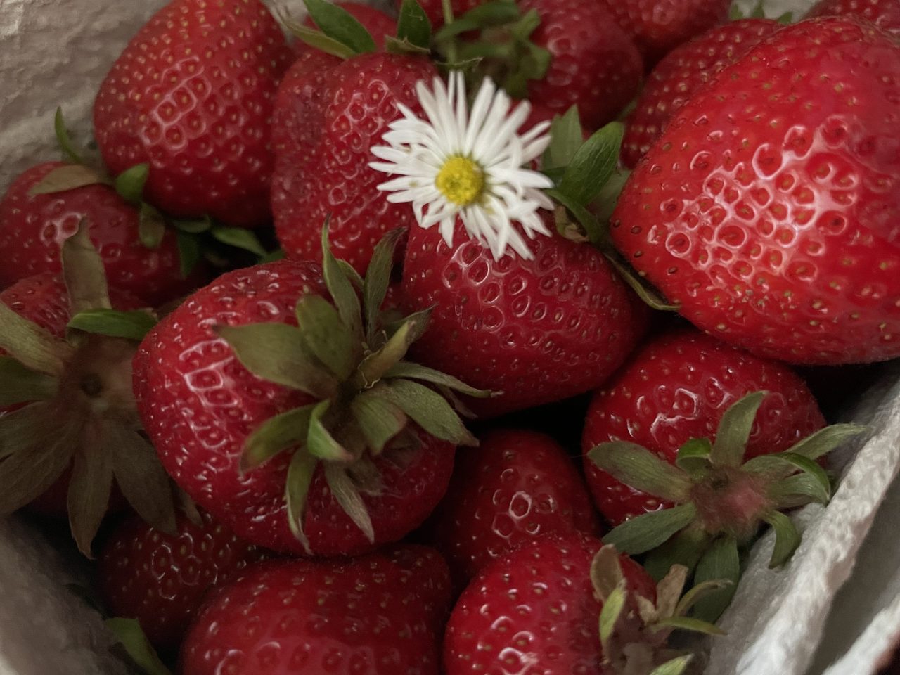Erdbeeren in einer Schale mit einem Gänseblümchen garniert