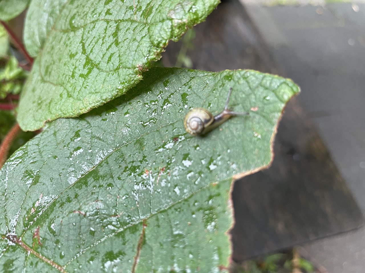 Minischnecke auf einem regennassen großen grünen Blatt