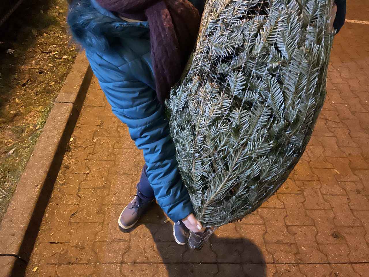 eingepackter Tannenbaum am Abend, gehalten von einem KInd