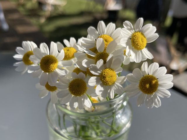 Gänseblümchen in einem Glas auf einem Tisch stehend