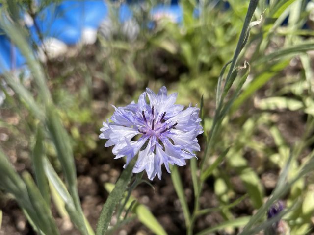 Kornblume im Minigarten