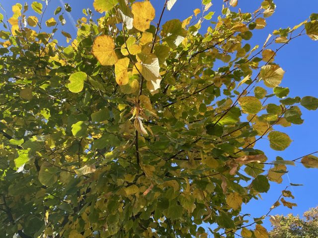 Bäumchen im Herbst an blauem Himmel