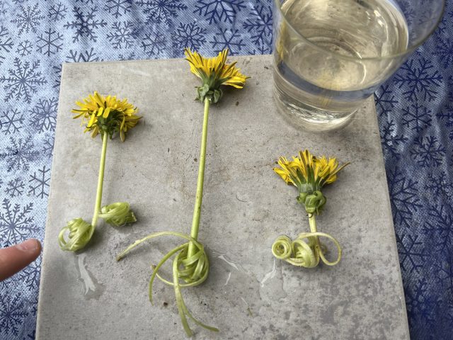 drei Löwenzähne mit gekringelten Stängeln auf einer Fliese mit Wasserglas 