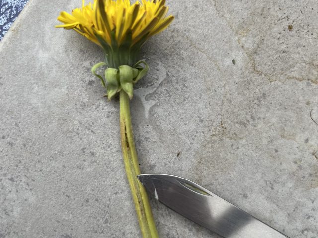 Eingeschnittener Löwenzahn auf einer Fliese liegend mit Messerspitze